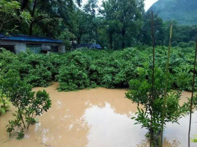 水災(zāi)后柑橘樹(shù)如何護(hù)理？